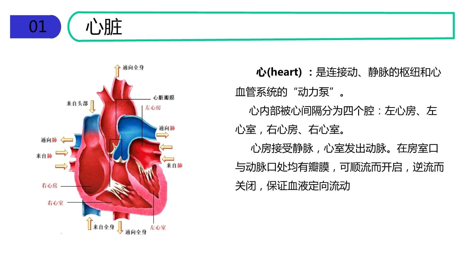 解剖一颗猪心，让大家更加了解心脏的构造，只为科普，如有不适请跳过